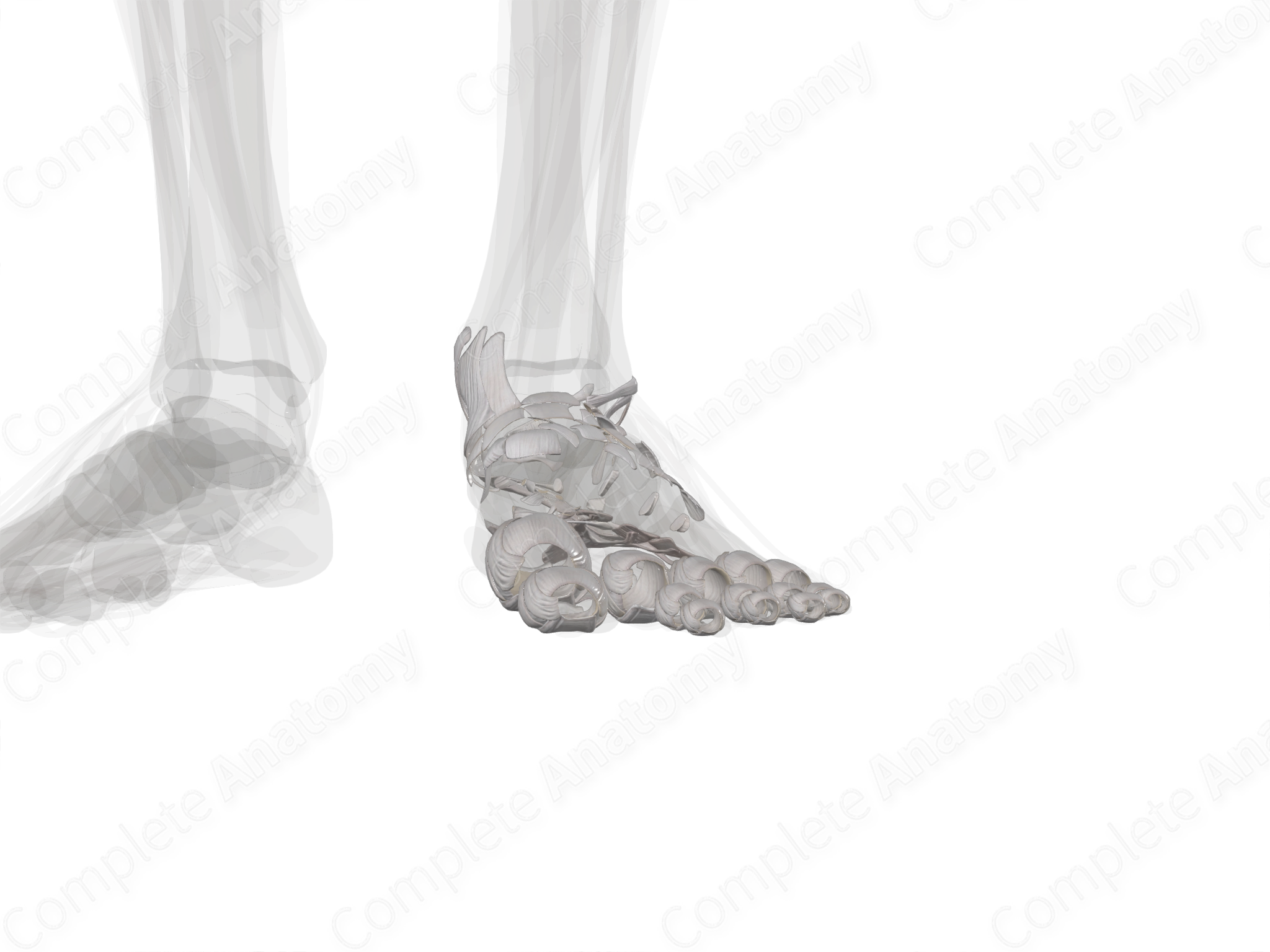 Joints of Foot (Left) | Complete Anatomy