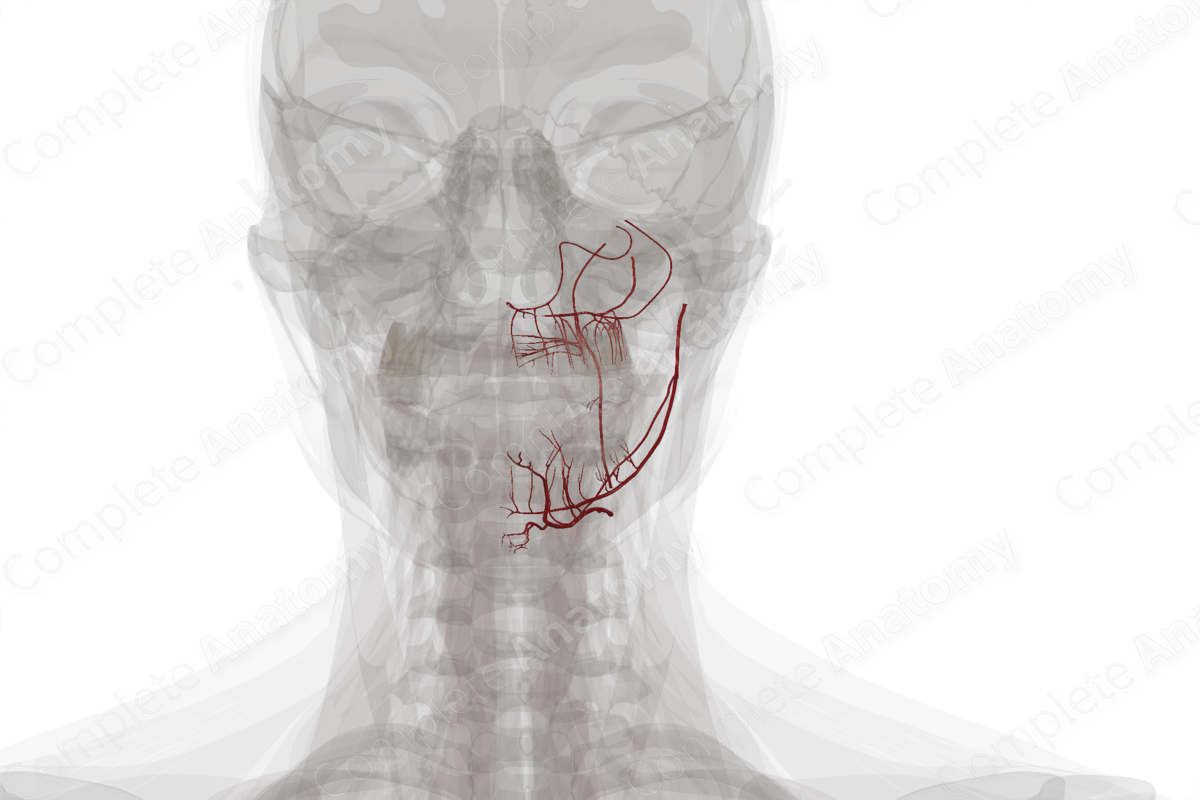 Arteries of Oral Cavity (Left) | Complete Anatomy