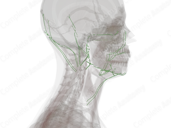 Lymph Vessels of Head