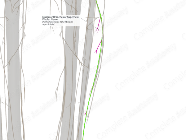 Muscular Branches of Superficial Fibular Nerve (Right)
