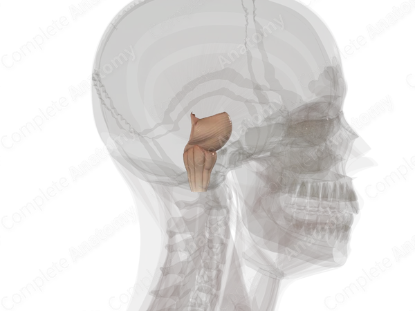 Brainstem