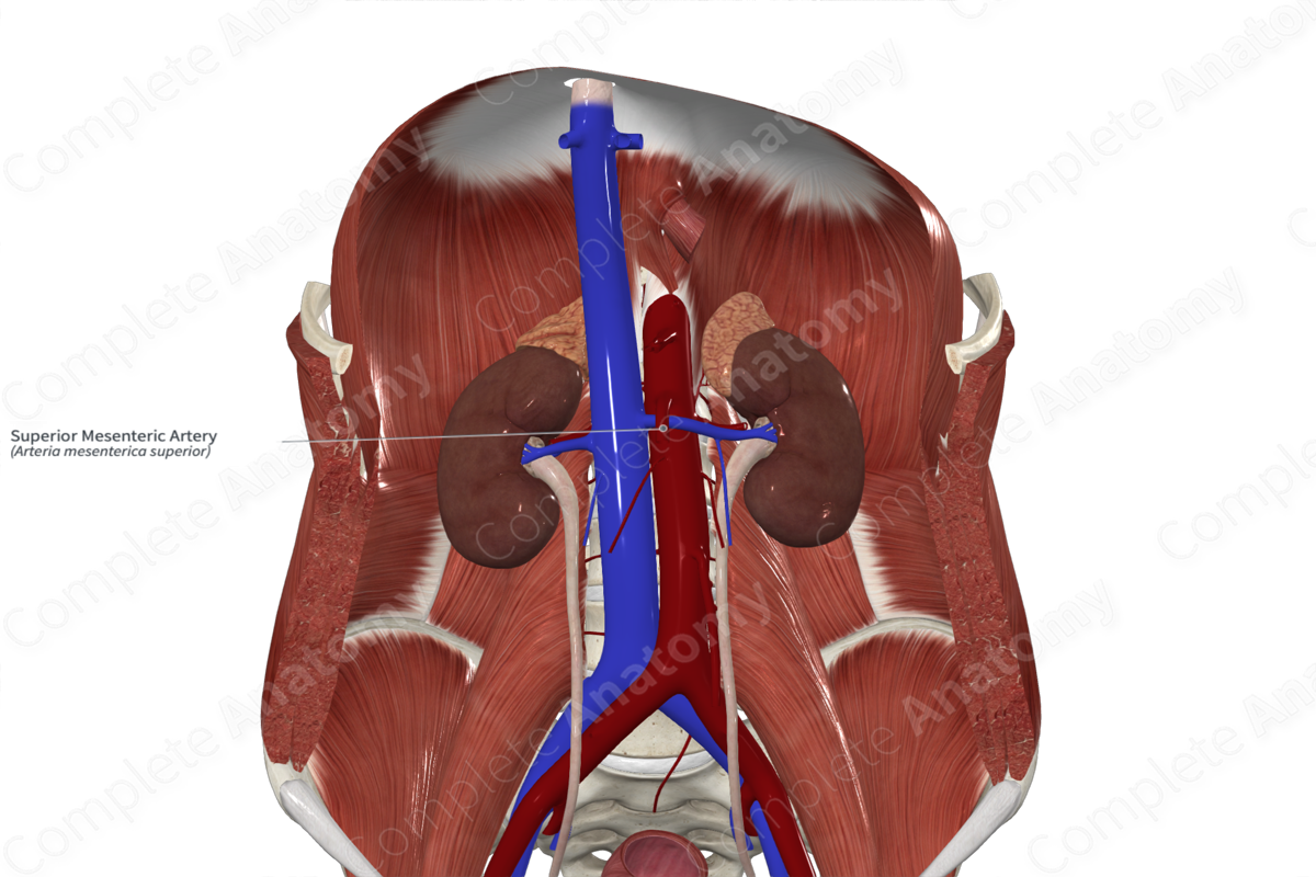 Superior Mesenteric Artery | Complete Anatomy