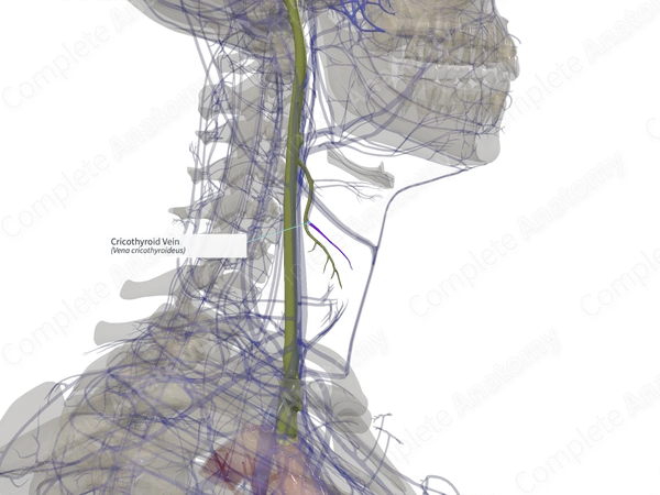 Cricothyroid Vein (Right)