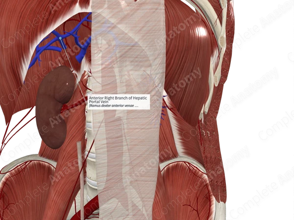 Anterior Right Branch of Hepatic Portal Vein