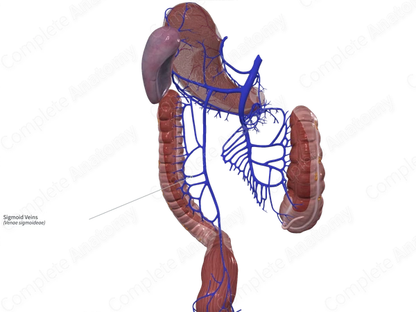 Sigmoid Veins