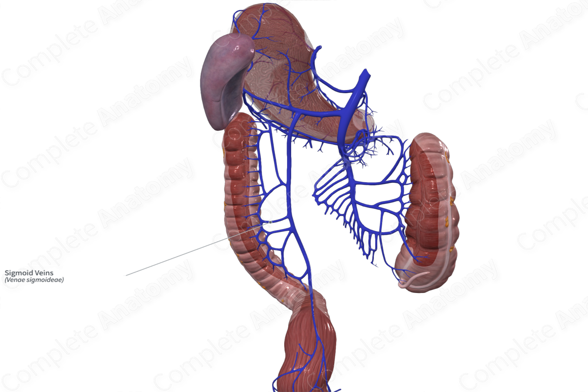 Sigmoid Veins