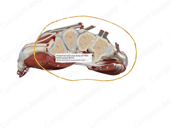 Proximal Articular Area of Fifth Metacarpal Bone 