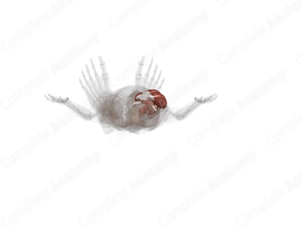Anterior Compartment of Thigh (Left)