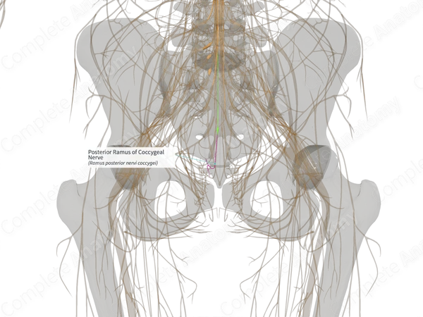 Posterior Ramus of Coccygeal Nerve (Right)