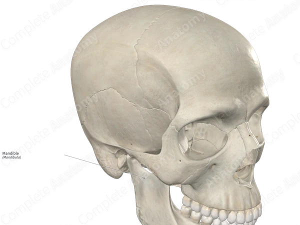 Mandible