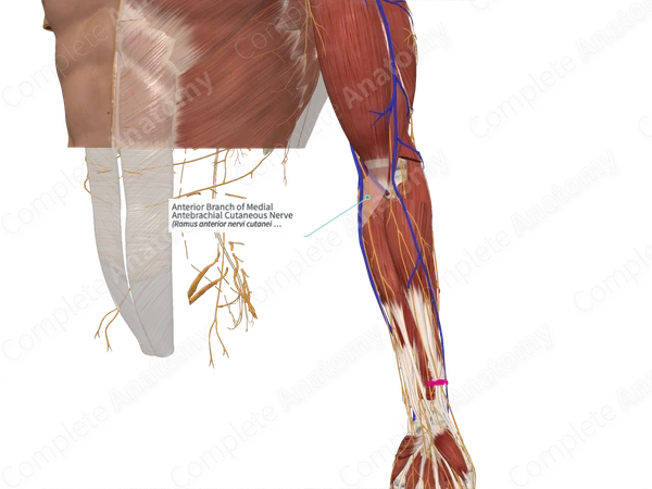 Anterior Branch of Medial Antebrachial Cutaneous Nerve