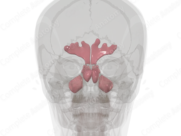 Paranasal Sinuses