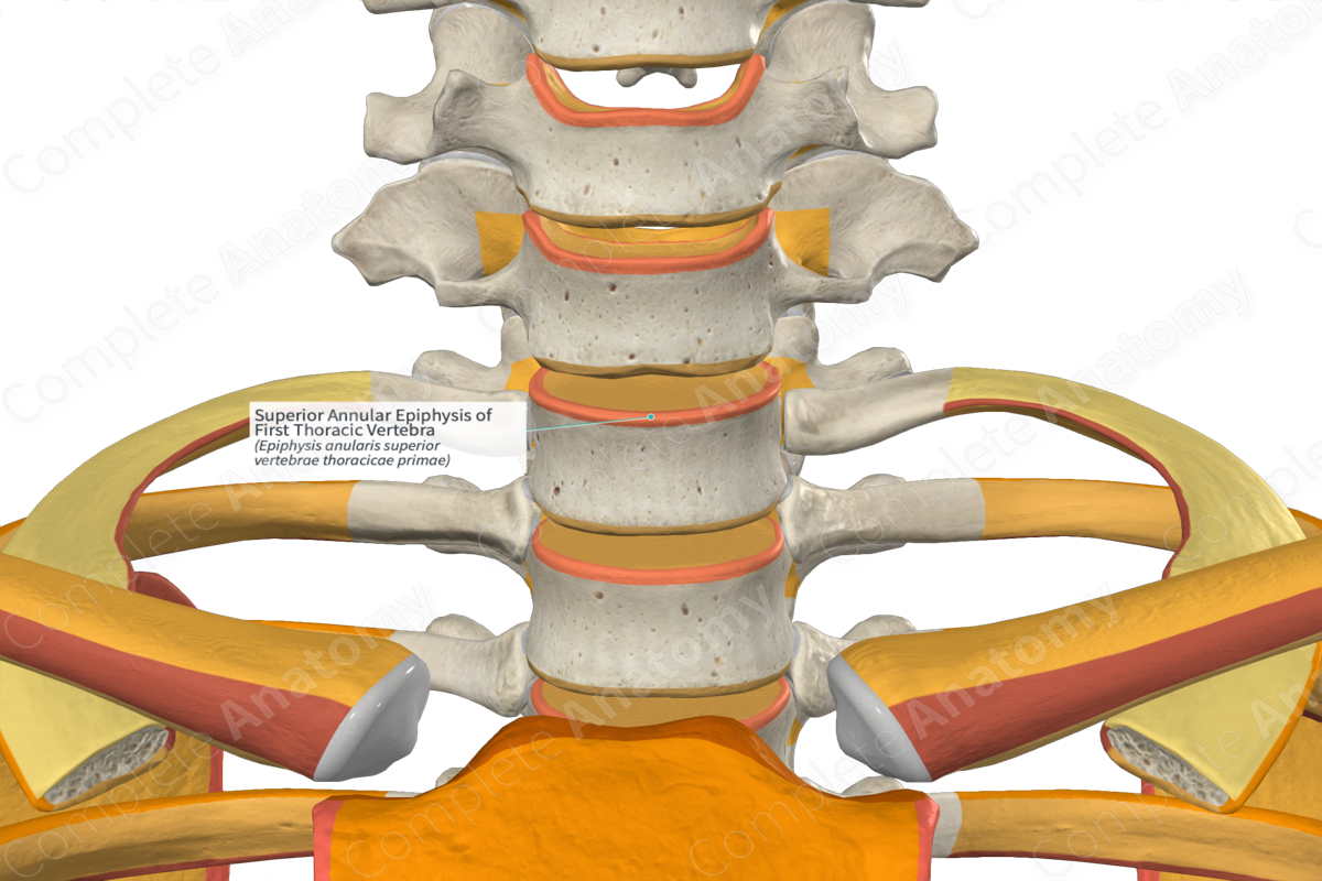 Superior Annular Epiphysis of First Thoracic Vertebra | Complete Anatomy