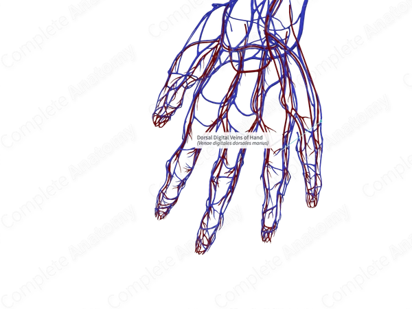 Dorsal Digital Veins of Hand