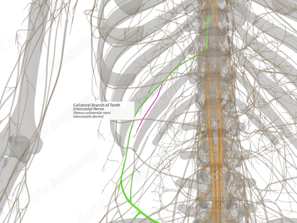 Collateral Branch of Tenth Intercostal Nerve (Right)