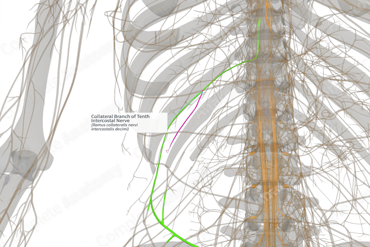 Collateral Branch of Tenth Intercostal Nerve (Right)