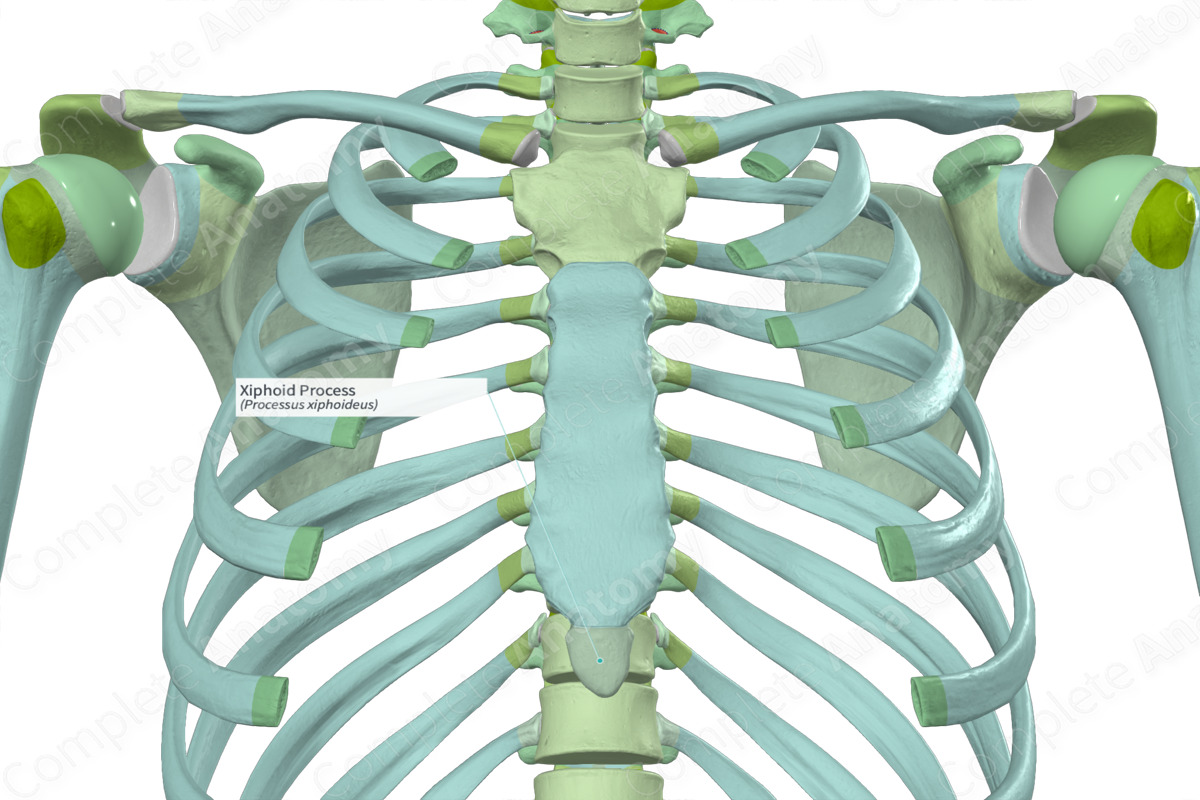 Xiphoid Process Complete Anatomy