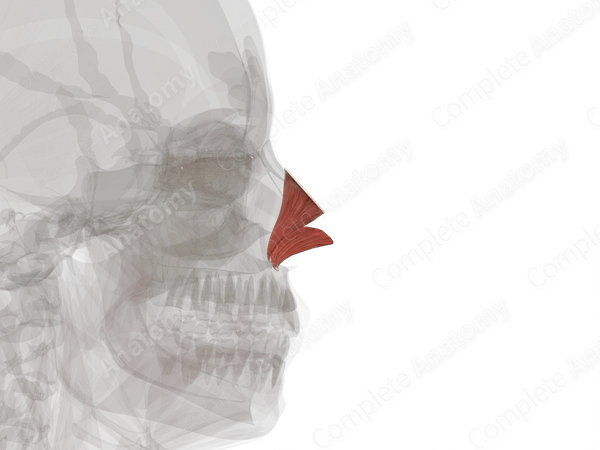 Nasalis Muscle (Left Half)