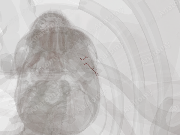 Deep Temporal Arteries (Left)