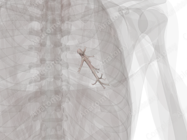 Bronchi of Inferior Lobe of Right Lung