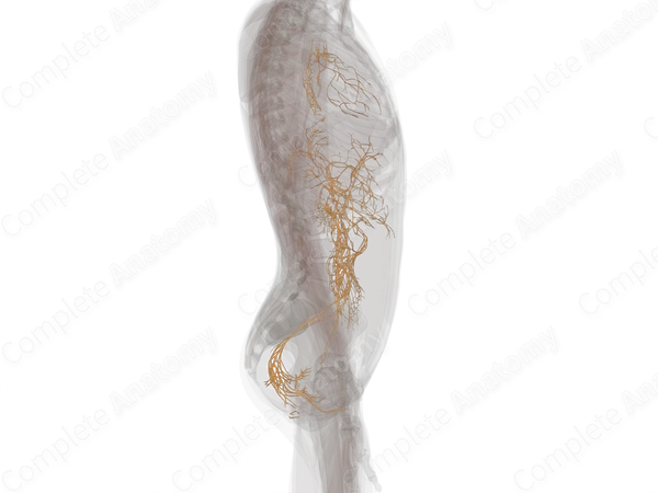 Autonomic Plexuses