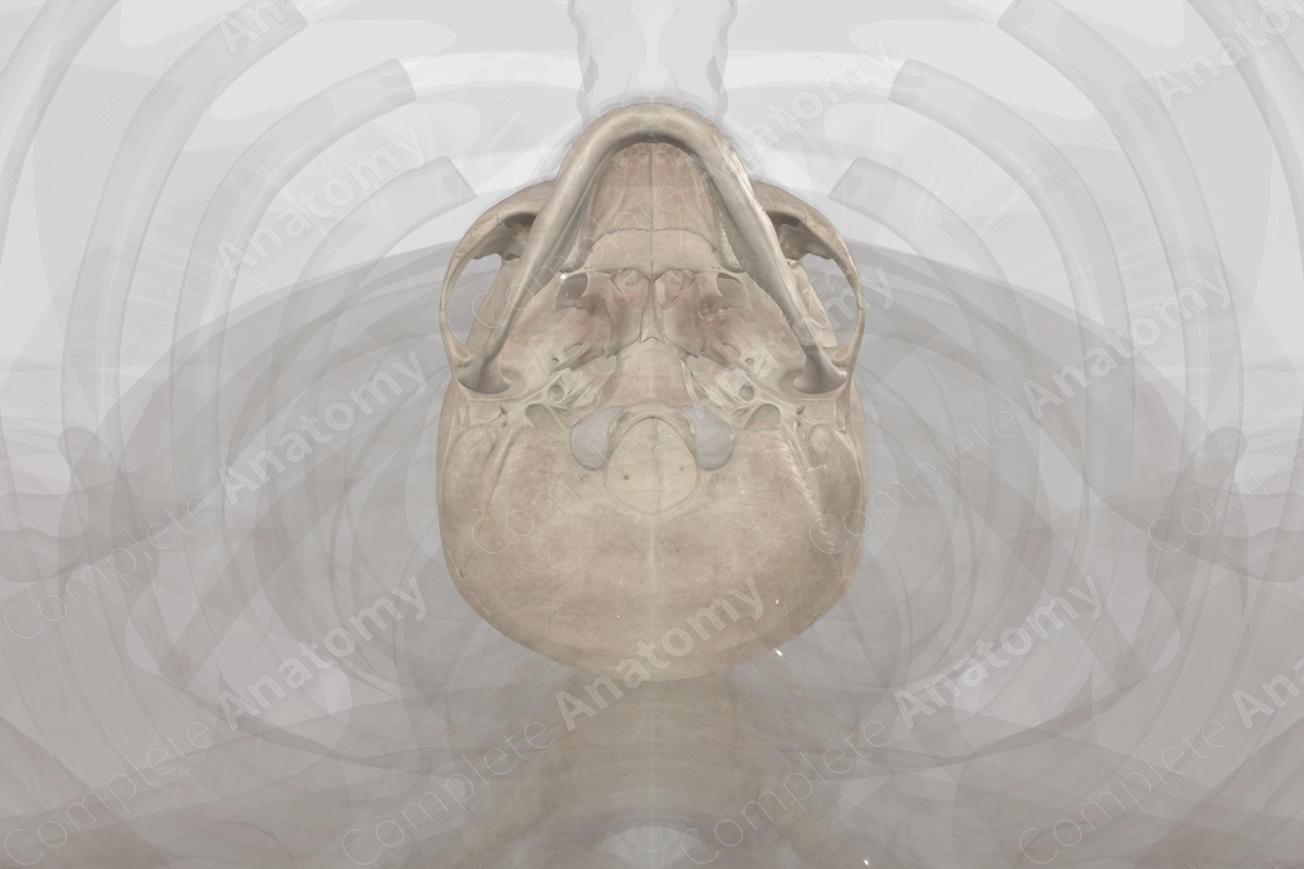 Bones of Cranium Biology Diagrams
