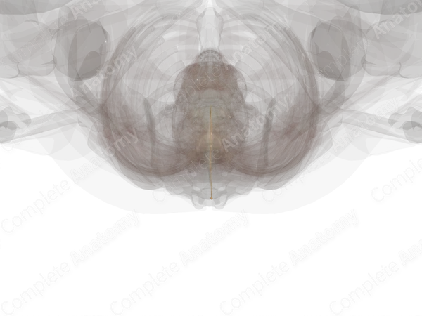 Coccygeal Spinal Roots & Ganglion (Left)