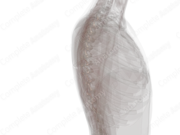 Costotransverse Joint (Left)