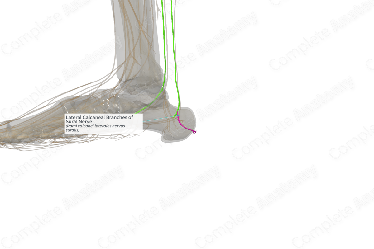 Lateral Calcaneal Branches of Sural Nerve (Left)