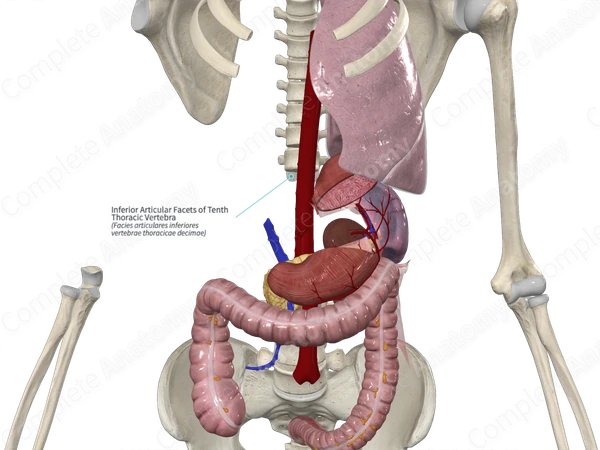 Inferior Articular Facets of Tenth Thoracic Vertebra