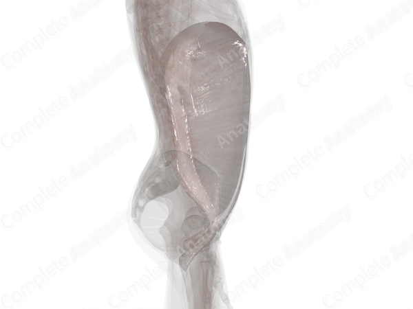 Endoabdominal Fascia