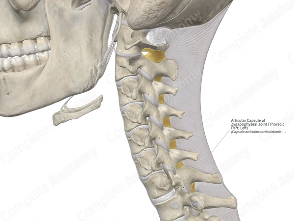 Articular Capsule of Zygapophyseal Joint (Thoracic Part; Right)