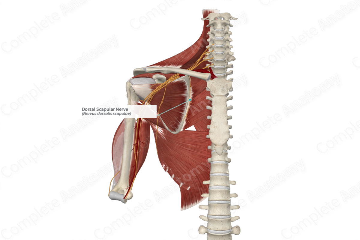 Dorsal Scapular Nerve | Complete Anatomy