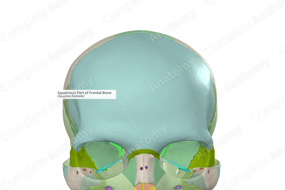 Squamous Part of Frontal Bone