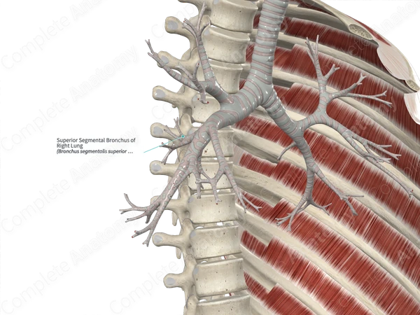 Superior Segmental Bronchus of Right Lung
