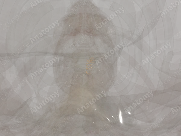 Anterior Roots of Cervical Nerves (Left)