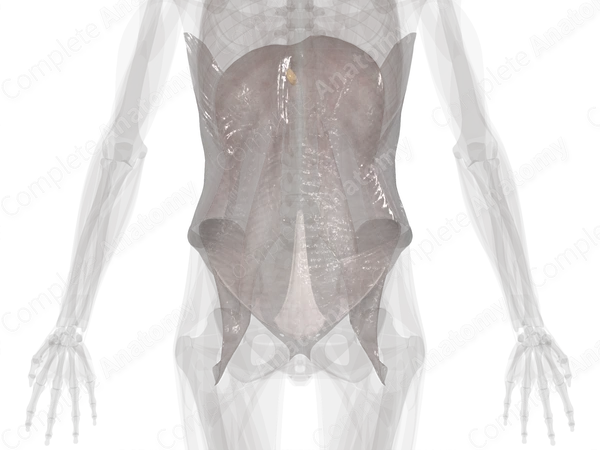 Fasciae of Abdomen