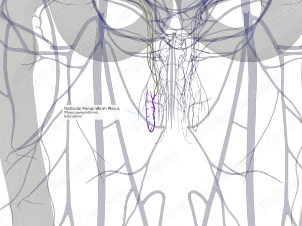 Testicular Pampiniform Plexus (Right)