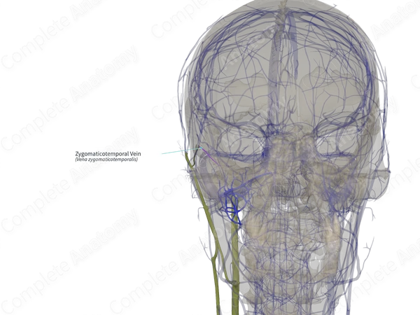 Zygomaticotemporal Vein (Right)