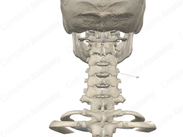 Fourth Cervical Vertebra
