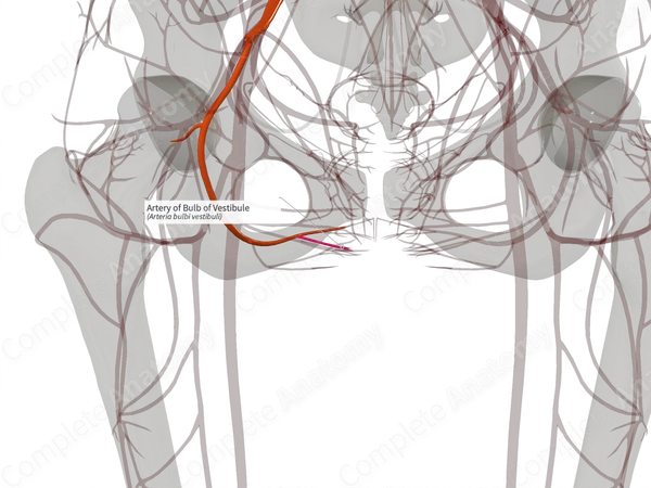 Artery of Bulb of Vestibule (Right) Complete Anatomy