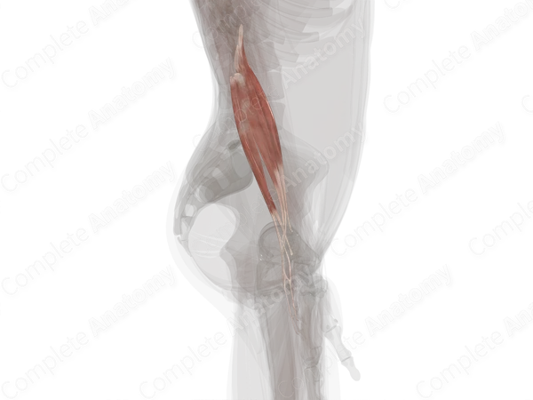 3. Muscles of the Posterior Compartment of the Forearm, image size:1200x800