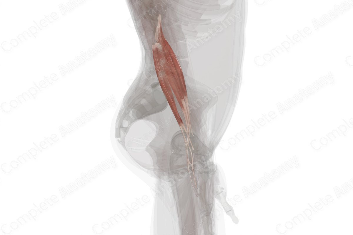 Superficial Part of Posterior Compartment of Forearm (Left)