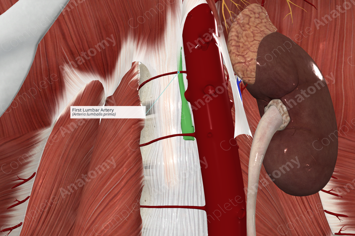 First Lumbar Artery 