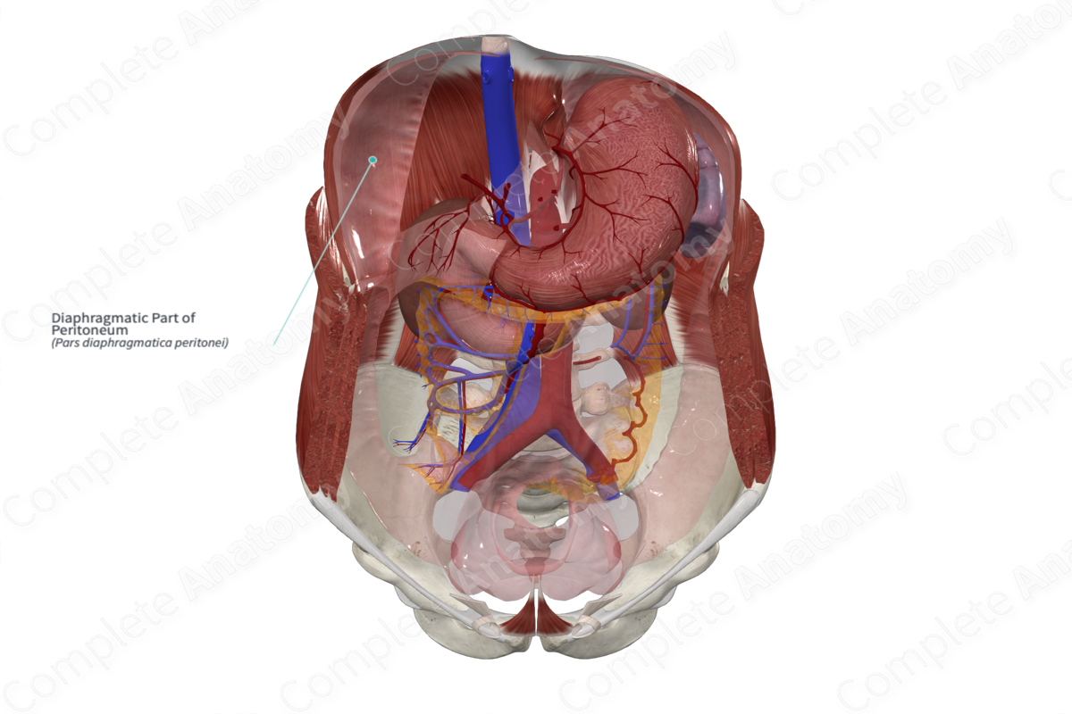 Diaphragmatic Part of Peritoneum