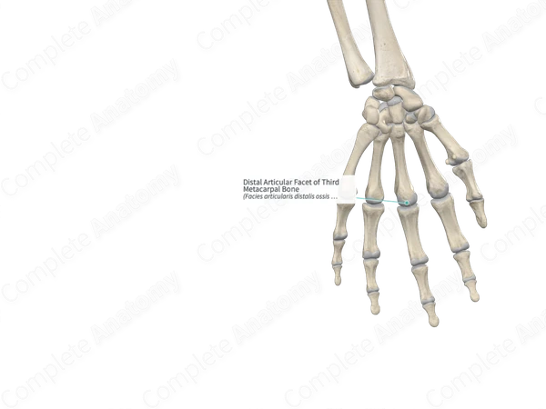 Distal Articular Facet of Third Metacarpal Bone