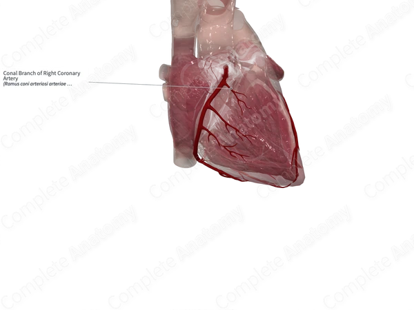 Conal Branch of Right Coronary Artery