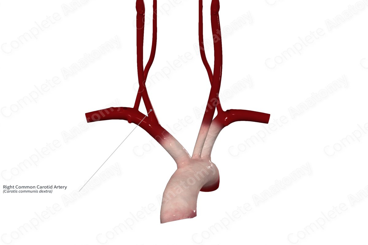 Right Common Carotid Artery