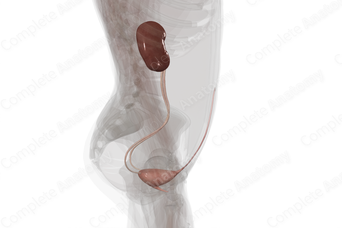 Urinary System