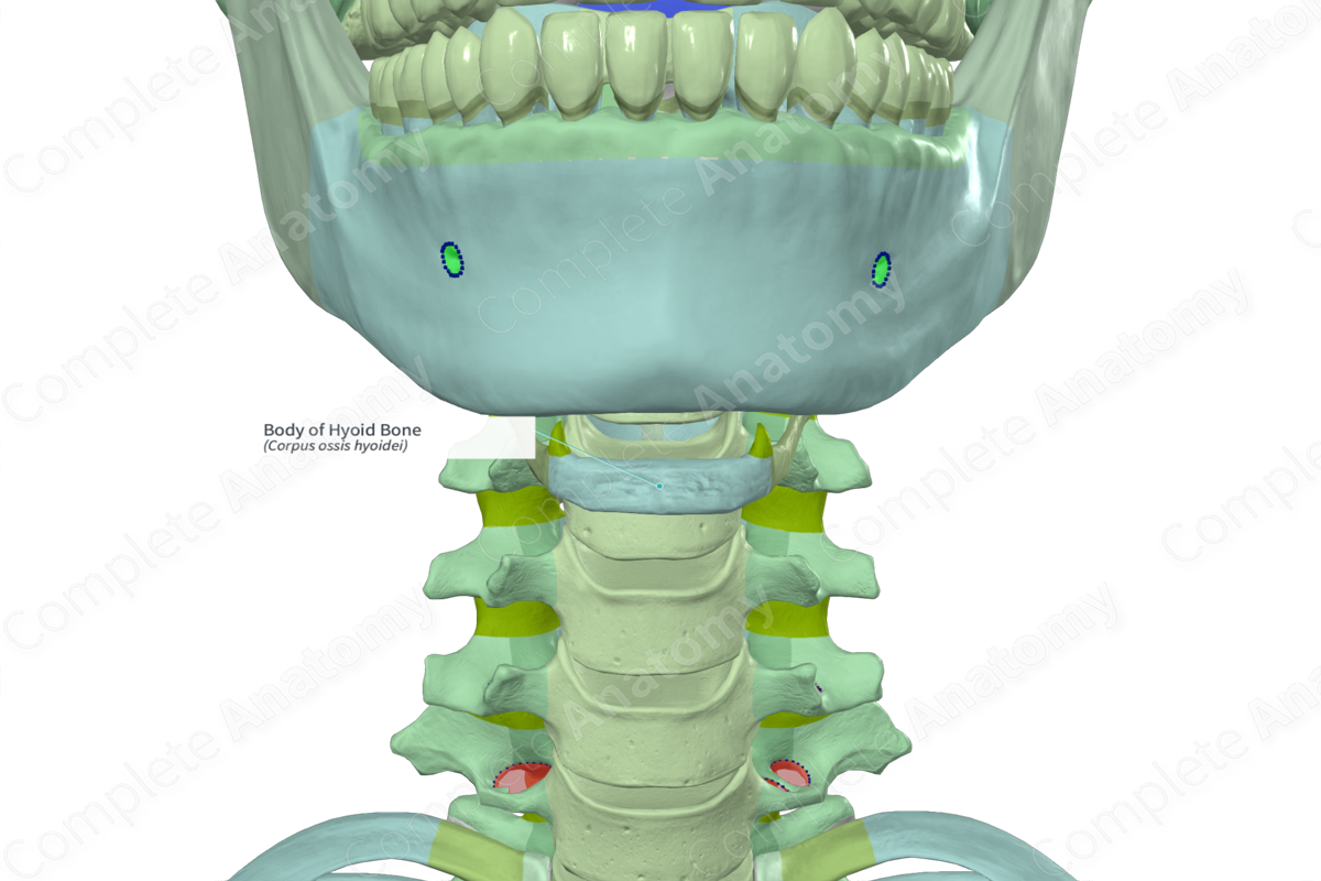 Body of Hyoid Bone